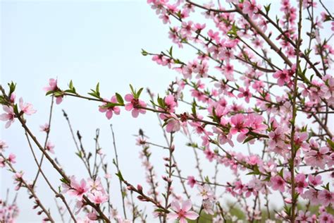 桃花朵朵